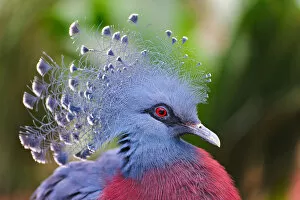 Images Dated 28th February 2012: Victoria Crowned Pigeon