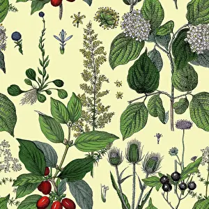 Prints of Victorian Botanical, Hand-Colored, Seamless pattern. Realistic blooming isolated flowers, Vintage fabric background. Beautiful Cottage Garden and wildflowers. Wallpaper baroque. Drawing engraving The Magical World Of Illustration Prints: Victorian Botanical, Hand-Colored