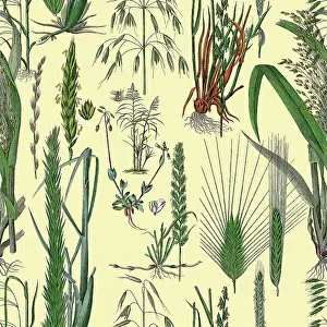Prints of Victorian Botanical, Hand-Colored, Seamless pattern. Realistic blooming isolated flowers, Vintage fabric background. Beautiful Cottage Garden and wildflowers. Wallpaper baroque. Drawing engraving The Magical World Of Illustration Prints: Victorian Botanical, Hand-Colored