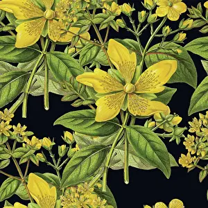 Victorian Botanical, Hand-Colored, Seamless Repeating pattern. Realistic blooming isolated flowers, Vintage fabric background. Beautiful Cottage Garden and wildflowers. Wallpaper baroque. Drawing engraving. Victorian Illustration