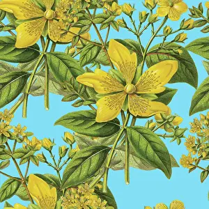 Prints of Victorian Botanical, Hand-Colored, Seamless pattern. Realistic blooming isolated flowers, Vintage fabric background. Beautiful Cottage Garden and wildflowers. Wallpaper baroque. Drawing engraving The Magical World Of Illustration Prints: Victorian Botanical, Hand-Colored