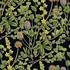 Prints of Victorian Botanical, Hand-Colored, Seamless pattern. Realistic blooming isolated flowers, Vintage fabric background. Beautiful Cottage Garden and wildflowers. Wallpaper baroque. Drawing engraving The Magical World Of Illustration Prints: Victorian Botanical, Hand-Colored