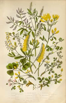 Images Dated 3rd February 2016: Victorian Botanical Illustration: Medick and Black Medick