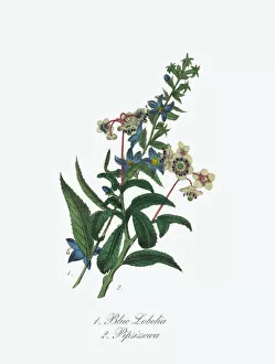Images Dated 14th April 2016: Victorian Botanical Illustration of Blue Lobelia and Pipsissewa