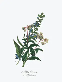 Lobelia Prints: Victorian Botanical Illustration of Blue Lobelia and Pipsissewa