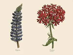 Prints of Very Rare, Beautifully Illustrated Antique Engraved Victorian Botanical Illustration of Catchfly and Lupinus Plants, Victorian Botanical Illustration Plate 59 The Book Of Practical Botany Prints: Victorian Botanical Illustration of Catchfly and Lupinus Plants