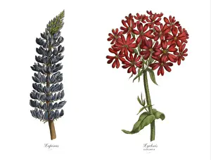 Lupine Prints: Victorian Botanical Illustration of Catchfly and Lupinus Plants