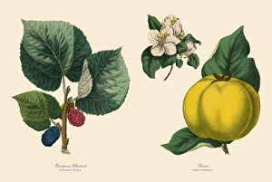 Images Dated 28th April 2016: Victorian Botanical Illustration of Chestnut Tree and Quince Plants