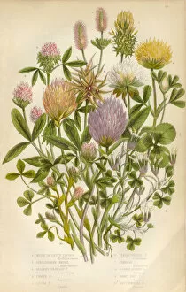 Images Dated 3rd February 2016: Victorian Botanical Illustration Clover, Purple Clover and White Clover