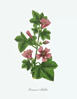 Images Dated 11th April 2016: Victorian Botanical Illustration of Common Mallow
