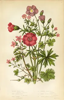 Victorian Botanical Illustration: Cranesbill and Geranium