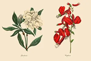 Prints of Very Rare, Beautifully Illustrated Antique Engraved Victorian Botanical Illustration of Victorian Botanical Illustration of Cuphaea and Gardenia Plants, Victorian Botanical Illustration Plate 59 The Book Of Practical Botany Prints: Victorian Botanical Illustration of Cuphaea and Gardenia Plants