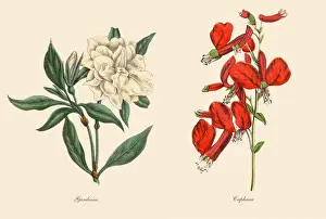 Exoticism Prints: Victorian Botanical Illustration of Cuphaea and Gardenia Plants