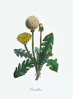 Images Dated 14th April 2016: Victorian Botanical Illustration of Dandelion