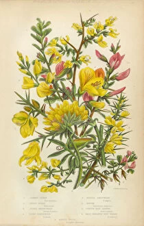 Images Dated 3rd February 2016: Victorian Botanical Illustration: Furze, Greenweed, Harrow and Vetch