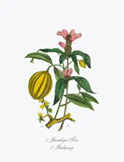 Victorian Botanical Illustration of Gamboge Tree and Balmony