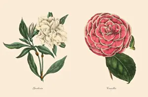 Prints of Very Rare, Beautifully Illustrated Antique Engraved Victorian Botanical Illustration of Gardenia and Camellia Plants, Victorian Botanical Illustration Plate 59 The Book Of Practical Botany Prints: Victorian Botanical Illustration of Gardenia and Camellia Plants