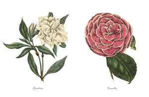 Victorian Botanical Illustration of Gardenia and Camellia Plants