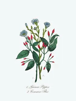 Flax Seed Collection: Victorian Botanical Illustration of Guinea Pepper and Common Flax