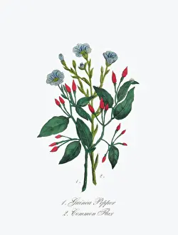 Victorian Botanical Illustration of Guinea Pepper and Common Flax