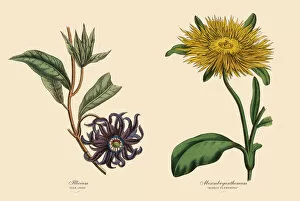 Images Dated 28th April 2016: Victorian Botanical Illustration of Illicium and Mesembryanthemum Plants
