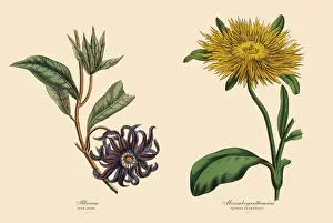 Prints of Very Rare, Beautifully Illustrated Antique Engraved Victorian Botanical Illustration of Victorian Botanical Illustration of Illicium and Mesembryanthemum Plants The Book Of Practical Botany Prints: Victorian Botanical Illustration of Illicium and Mesembryanthemum Plants