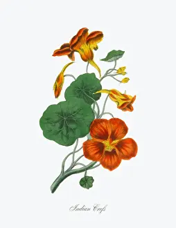 Exoticism Prints: Victorian Botanical Illustration of Indian Crefs
