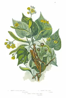 The Flowering Plants and Ferns of Great Britain Collection: Victorian Botanical Illustration of a Lime Tree