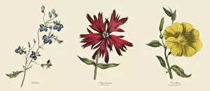 Images Dated 21st April 2016: Victorian Botanical Illustration of Lobelia, Agrostemma and Primrose Plants