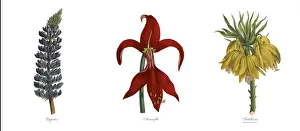 Lupine Prints: Victorian Botanical Illustration of Lupinus, Amaryllis and Fritillaria Plants