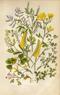 The Flowering Plants And Ferns Of Great Britain Prints: Victorian Botanical Illustration: Medick and Black Medick