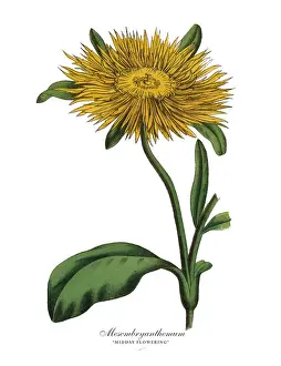 Printmaking Technique Prints: Victorian Botanical Illustration of Mesembryanthemum Plants