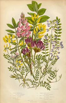 Victorian Botanical Illustration of Milk Vetch and Vetch, Vicia