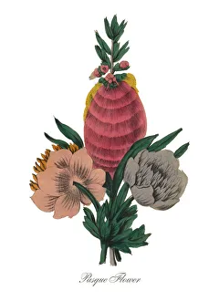 Images Dated 17th July 2015: Victorian Botanical Illustration of Pasque Flower