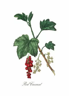 Images Dated 12th July 2015: Victorian Botanical Illustration of Red Currant