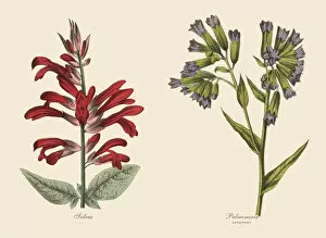 Images Dated 21st April 2016: Victorian Botanical Illustration of Salvia and Lungwort Plants
