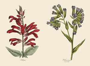 Prints of Very Rare, Beautifully Illustrated Antique Engraved Victorian Botanical Illustration of Salvia and Lungwort Plants, Victorian Botanical Illustration Plate 59 The Book Of Practical Botany Prints: Victorian Botanical Illustration of Salvia and Lungwort Plants