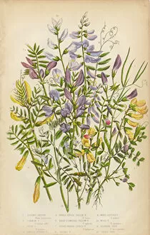 Images Dated 20th July 2015: Victorian Botanical Illustration of Spring Vetch, Vicia, and Wood Bitter
