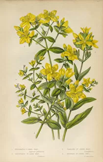 Images Dated 2nd February 2016: Victorian Botanical Illustration: St. Johns Wort