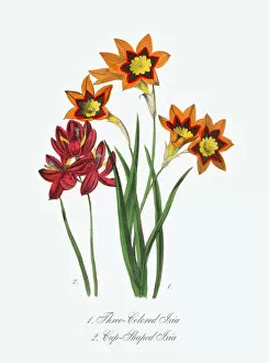 Images Dated 16th April 2016: Victorian Botanical Illustration of Three-Colored and Cup-Shaped Ixia