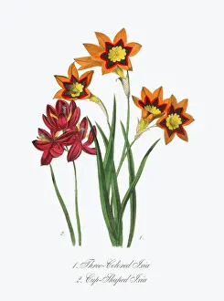 Lily Prints: Victorian Botanical Illustration of Three-Colored and Cup-Shaped Ixia