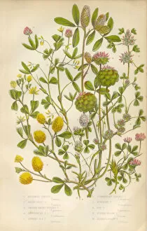 Images Dated 3rd February 2016: Victorian Botanical Illustration: Trefoil and Clover
