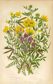 Images Dated 18th July 2015: Victorian Botanical Illustration of Trefoil and Oxytropis, Legume