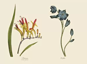 Images Dated 21st April 2016: Victorian Botanical Illustration of Tritonia and Scillia Plants