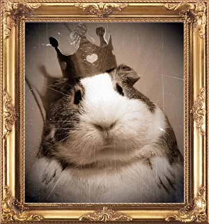 Images Dated 8th October 2010: Victorian portrait of regal guinea pig