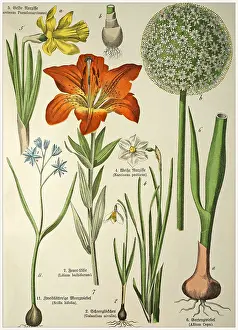 Victorian style botanical lithographs with corresponding caption in Latin and old German script. Munich 1880-1889, Germany