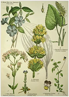 Flower Head Prints: Victorian style botanical lithographs with corresponding caption in Latin and old German script