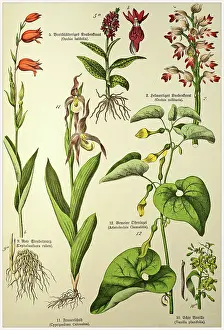 Flower Head Prints: Victorian style botanical lithographs with corresponding caption in Latin and old German script