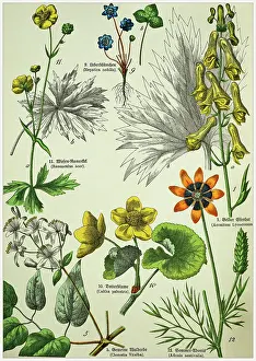 Flower Head Prints: Victorian style botanical lithographs with corresponding caption in Latin and old German script