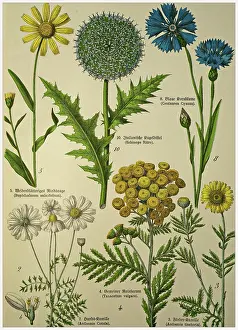 Flower Head Prints: Victorian style botanical lithographs with corresponding caption in Latin and old German script